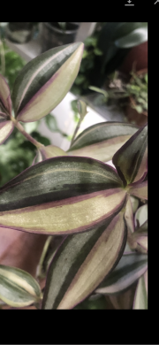 Tradescantia Quadricolor - čerstvý řizek .