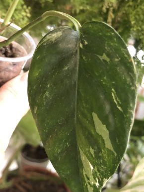 Epipremnum Pinnatum Albo variegata - baby rostliny .