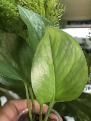 Epipremnum Jessenia - rostlina .