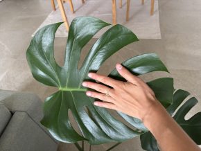 Monstera