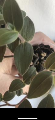 Tradescantia Chrisophila baby Bunny Bellies - rostlina,