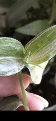 Tradescantia Umriculata Pink - čerstvý řizek