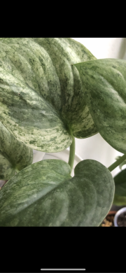 Scindapsus Halimoon ( Dark Cloud variegata )- vrcholový řizek .