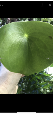 Peperomia Polybot Raindrop- list k zakořeněni .