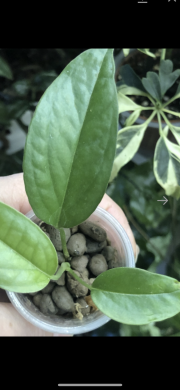 Epipremnum Cebu Blue variegata ( revert ) - rostlina .