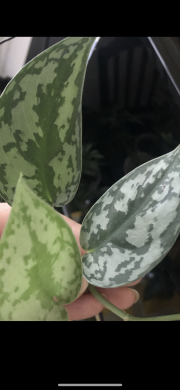 Scindapsus Silver Lady - vrcholový řizek .