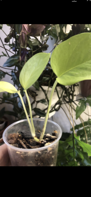 Epipremnum Aurem Neon - rostlina .