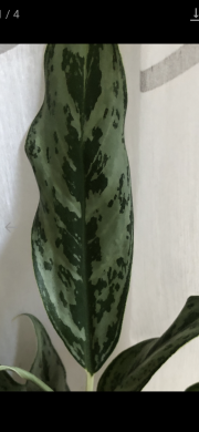 Aglaonema Grayhound - rostlina .