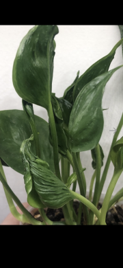 Epipremnum Aurem Shangri La/ vrcholový řizek .