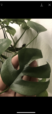 Monstera Minima - vrcholový řizek .