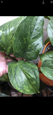 Epipremnum  Marble Green - vrcholový řizek .