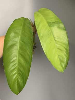 Epipremnum giganteum Neon variegatum
