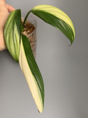 Epipremnum amplissimum Silver variegatum