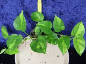 Epipremnum aureum Global Green