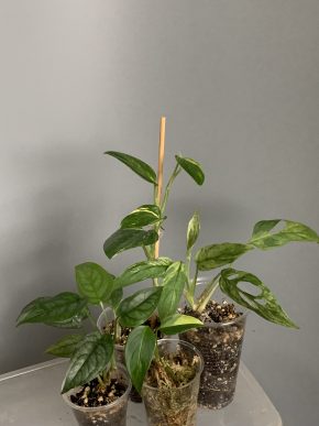 Monstery - sada 4 rostlin