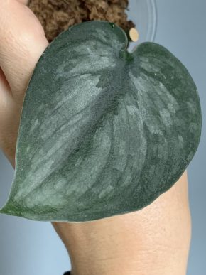 Scindapsus Archipelago