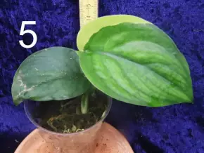 Scindapsus Jade Satin v. Aurea