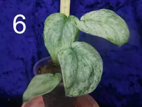 Scindapsus Jade Satin v.mint