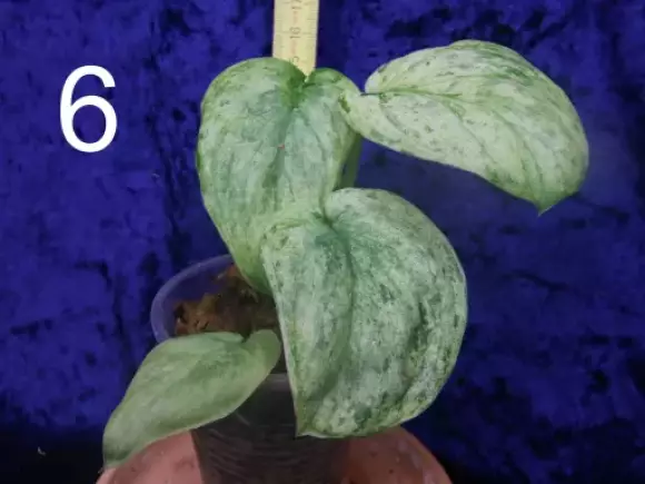 6 S.Jade Satin mint.webp