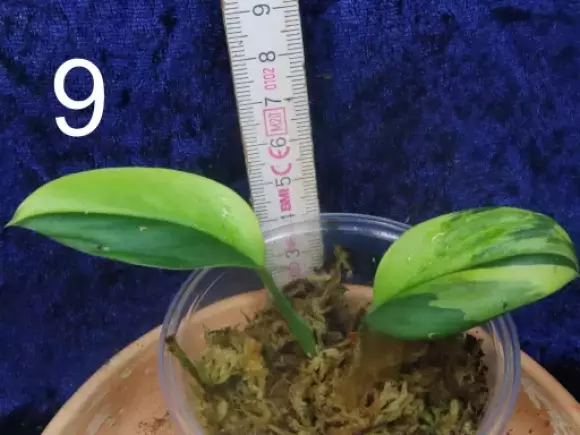 9 S.rubicon aurea.webp