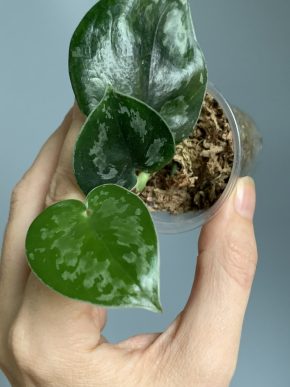 Scindapsus Black Swan