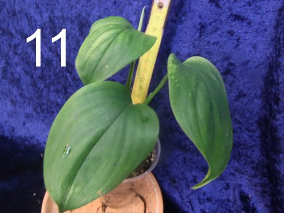 11 S.white monster.jpg