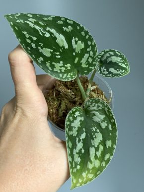 Scindapsus argyraeus Dark Form