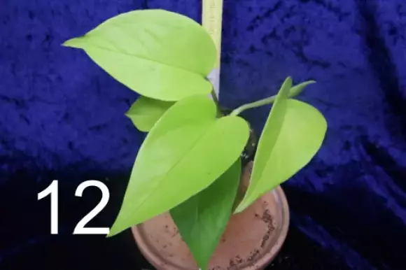 12 S.Neon pothos.webp