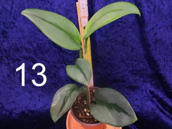 S.Treubi moonlight.webp