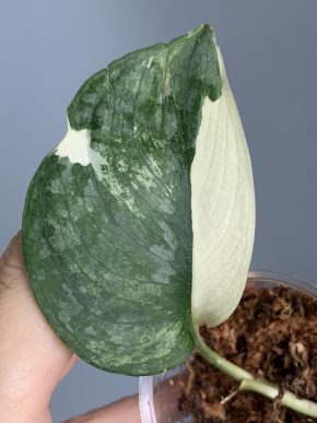 Scindapsus Swarnabhumi