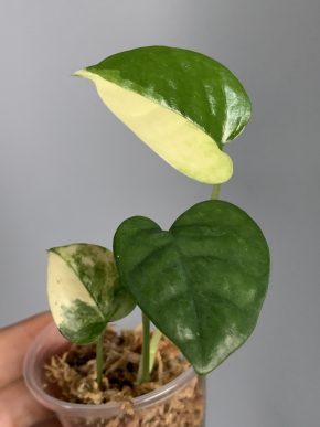 Anadendrum affine Albo variegatum