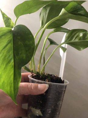 Epipremnum Marble Green - rostlina .