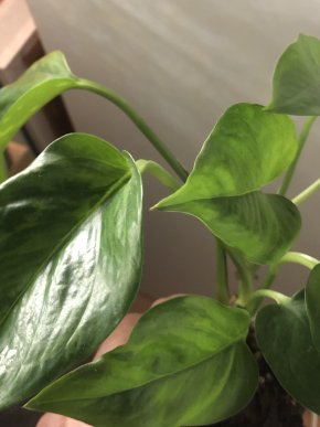 Epipremnum Marble Green - rostlina .