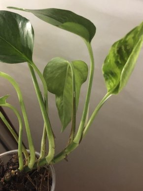 Epipremnum Marble Green - rostlina .