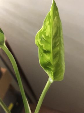 Epipremnum Marble Green - stonkovy řizek .(jeden list ).