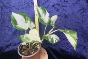 Epipremnum aureum Manjula