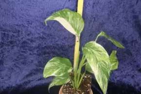 Monstera lechleriana variegata - vrcholový řízek