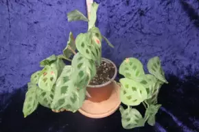 Marantha leuconera kerchoveana variegata (Krásná modlivka)