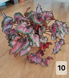 Rex begonia