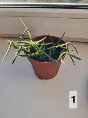 Hoya linearis - 8 rostlin