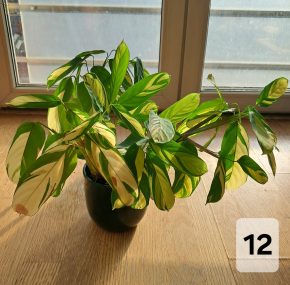 Ctenanthe golden mosaic