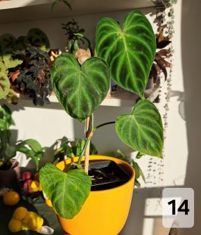 Philodendron verrucosum???