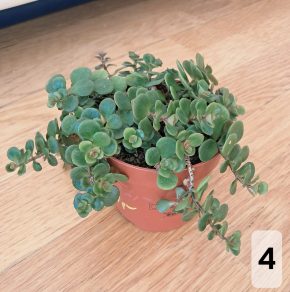 Sedum (rozchodník) makinoi tornado