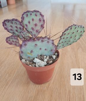 Sukulenty (opuncie, tiger jaws)