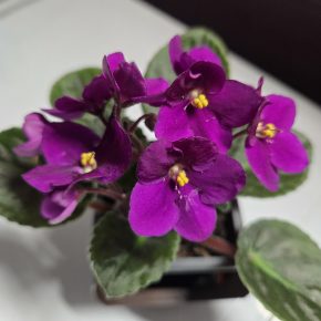 Fialka tmavě růžová, nakvétá