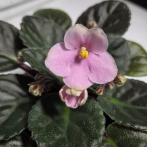 Fialka růžová světlá