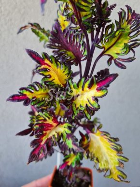COLEUS Africká okrasná kopřiva - semena TOP mix