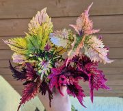 __RIZKY-UKÁZKA BALENÍ (3).jpg