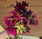 __RIZKY-UKÁZKA BALENÍ (4).jpg