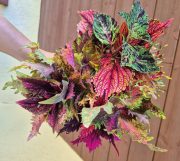 __RIZKY-UKÁZKA BALENÍ (5).jpg